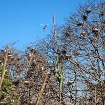 More birds outside of the Chellah